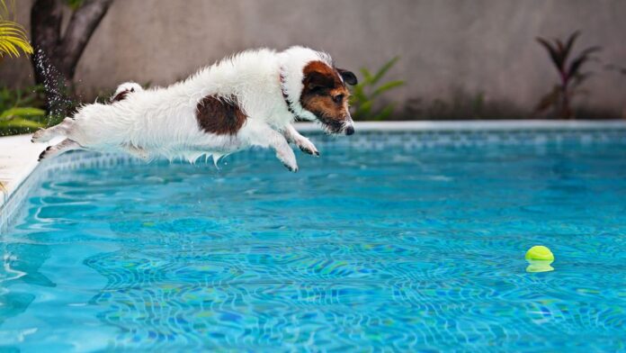 perrito se vielve viral al irse a la piscina de su vecino yucatan al momento